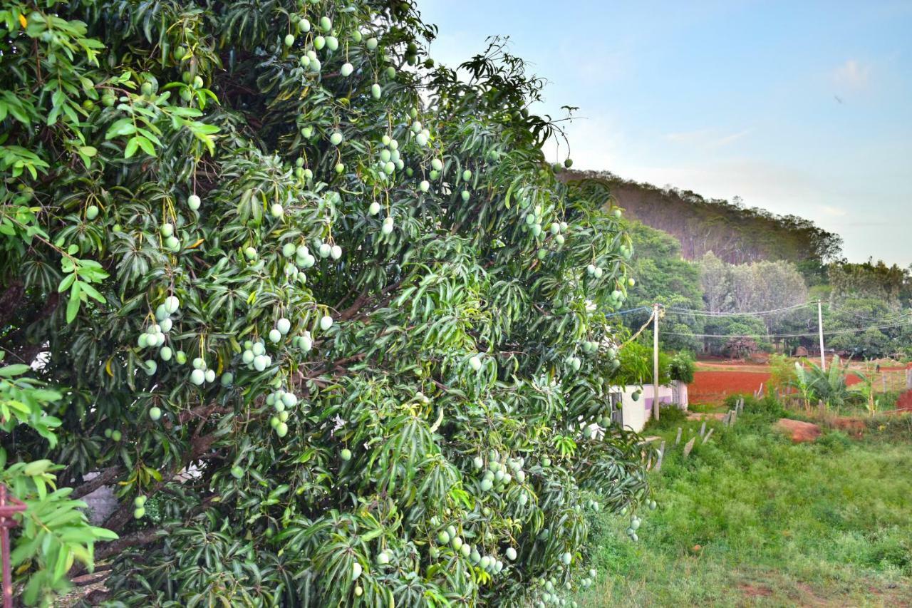 Kozee Kaves Yelagiri Exterior foto